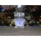 Solution strontium 10% recharge 500ml